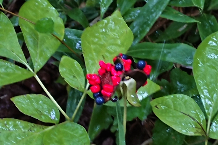 DSC_2979.JPG