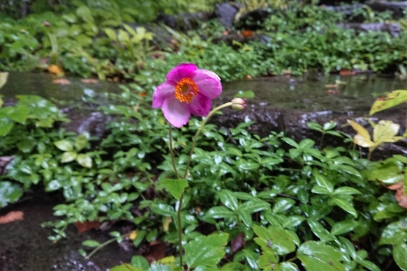 DSC_2985.JPG