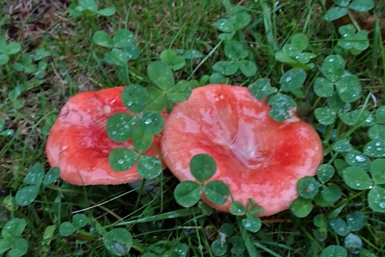 DSC_2990.JPG