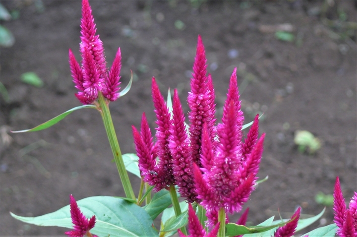 P1250004.JPG