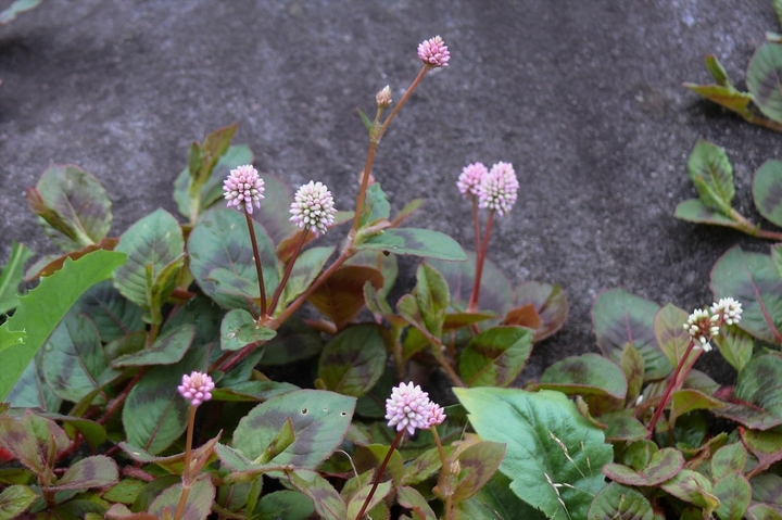 P1250005.JPG
