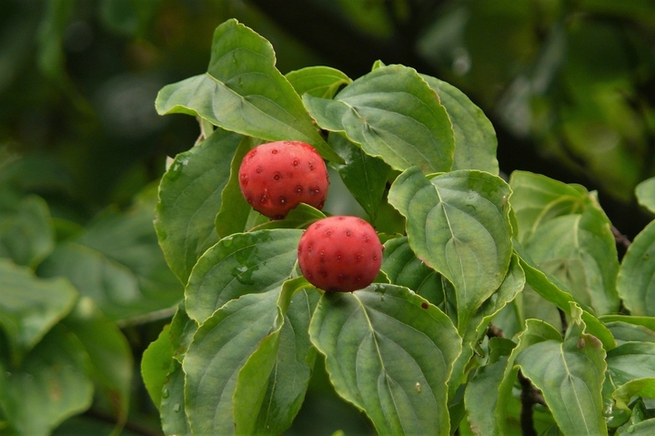 P1250036.JPG