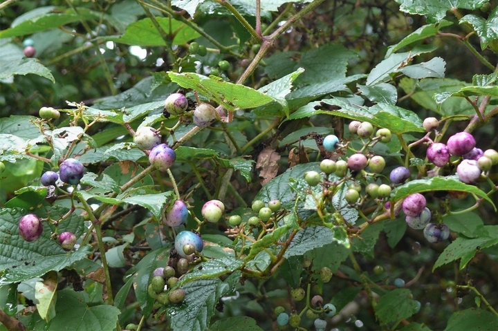 P1250048.JPG