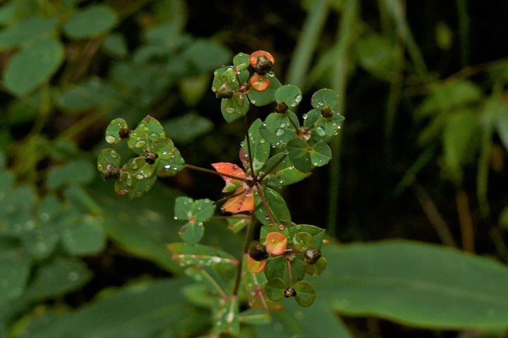 P1250054.JPG