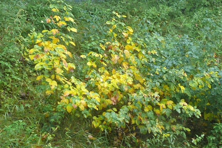 P1250063.JPG