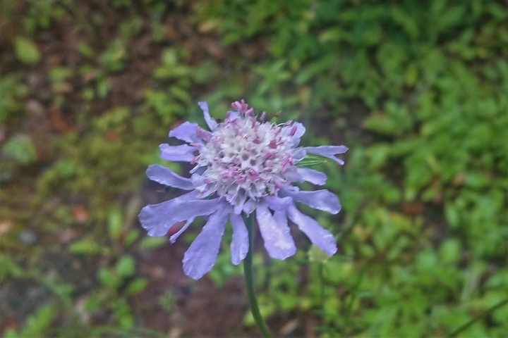 DSC_2976.JPG