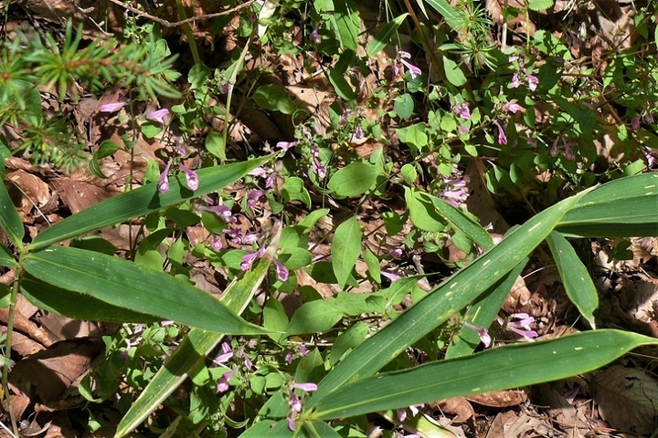 P1250087.JPG