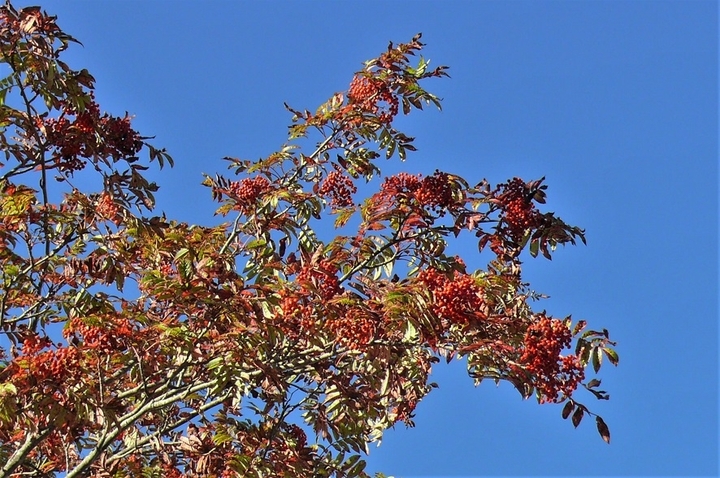 P1260111.JPG