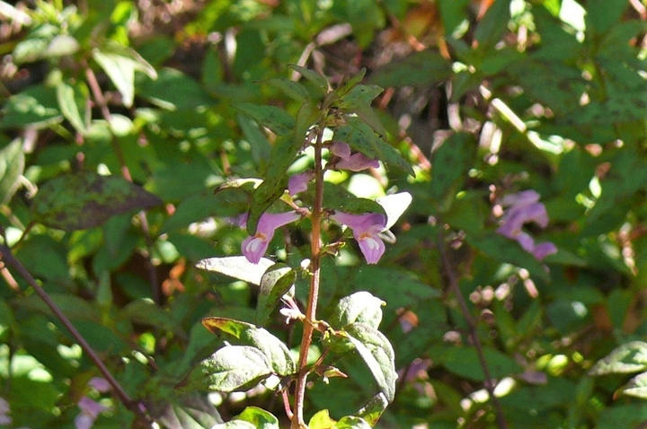 P1260115.JPG