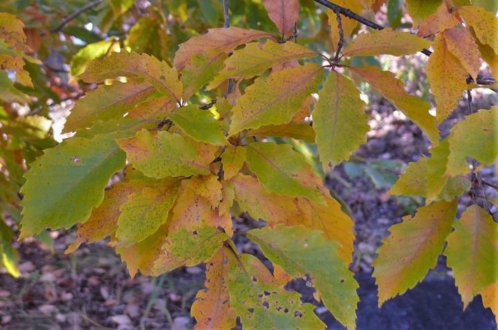 P1270078.JPG