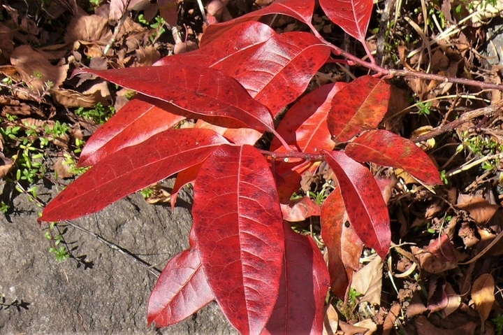 P1270114.JPG
