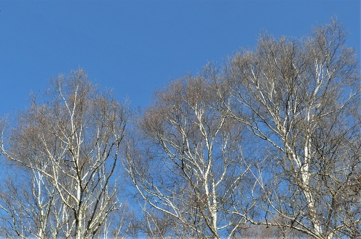 P1290019.JPG