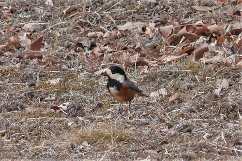 P1300092.JPG
