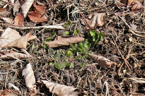 P1300040.JPG