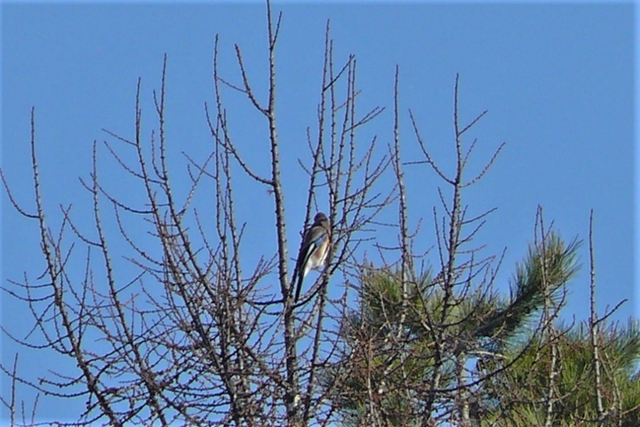 P1300867.JPG