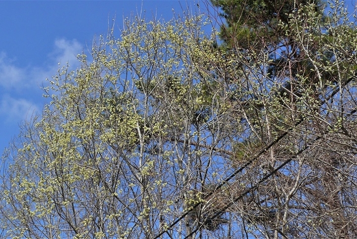 P1300901.JPG