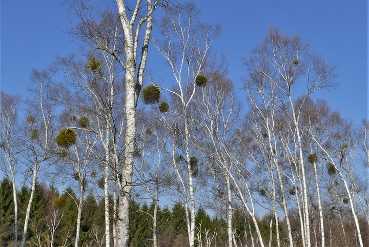 P1300940.JPG