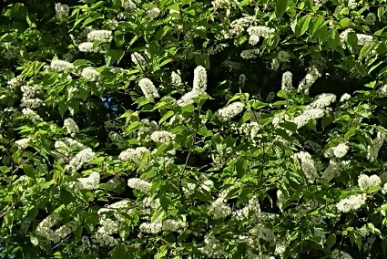 DSC_3089.JPG