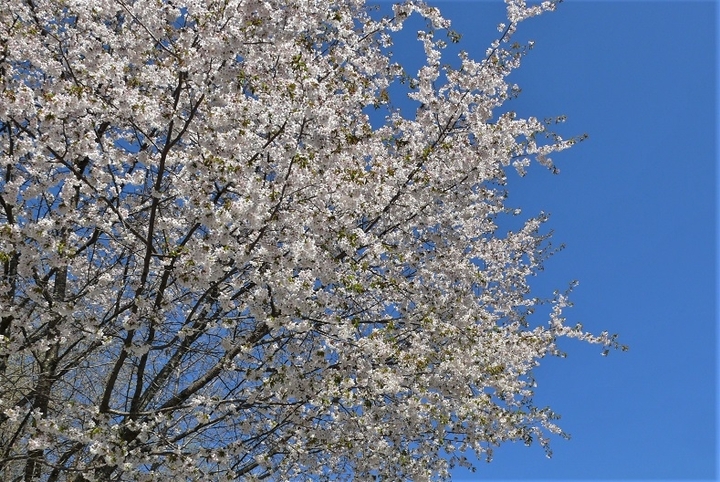 P1310793.JPG