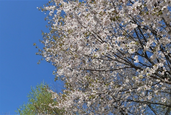 P1310794.JPG