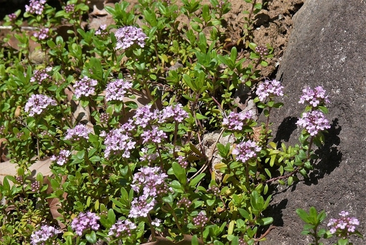 P1310856.JPG