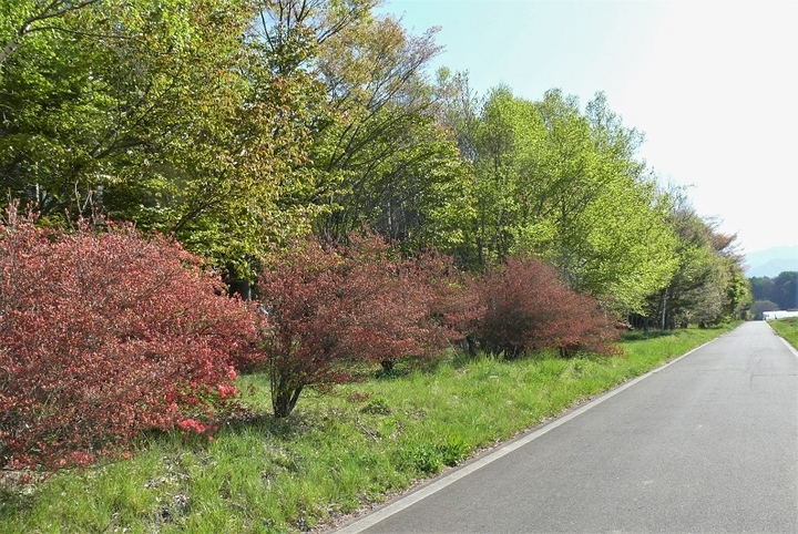 P1310884.JPG