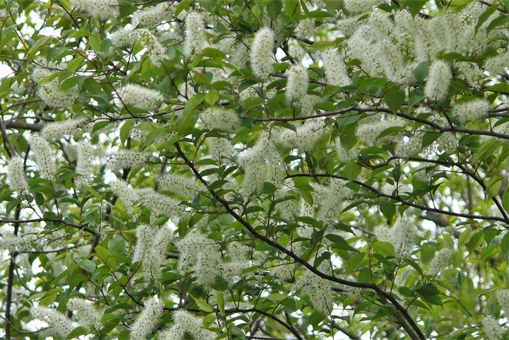 P1310925.JPG