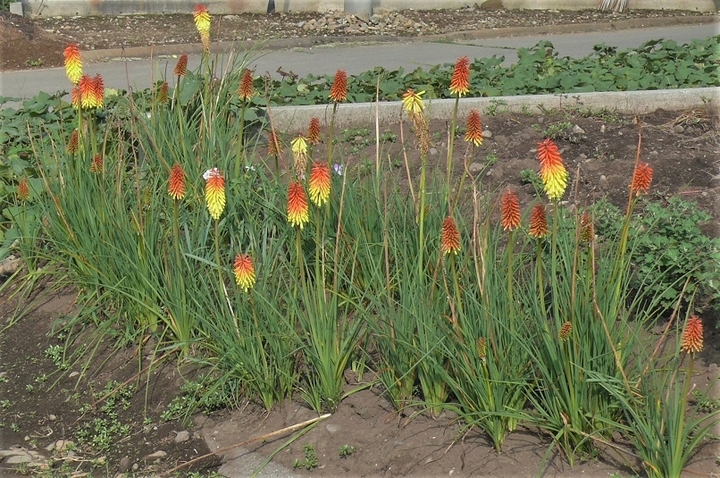 P1350174.JPG
