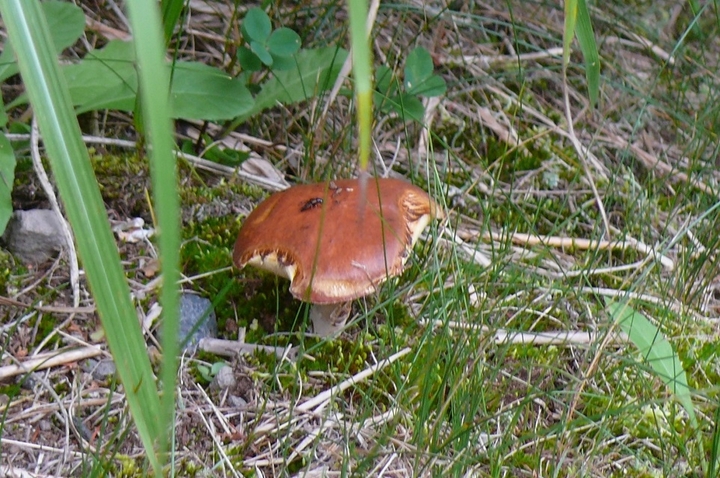 P1350693.JPG