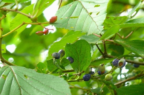 P1350865.JPG