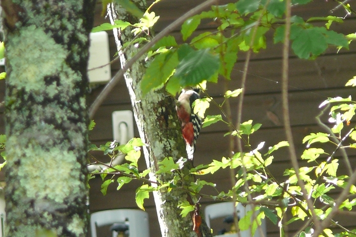 P1360630.JPG