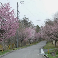 桜が見頃になってきました