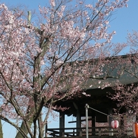 深叢寺の桜開花しています