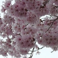 深叢寺の桜満開です