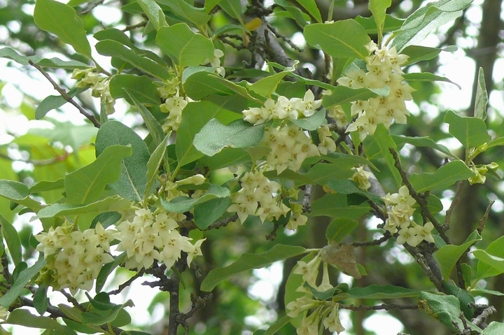 P1420190.JPG