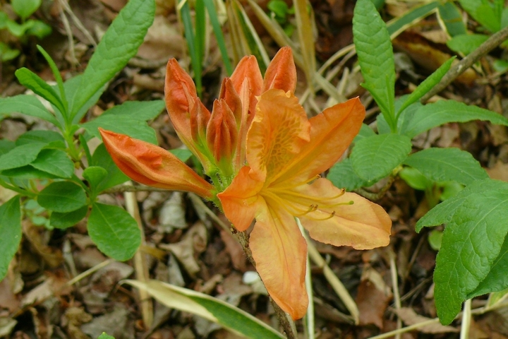 P1420193.JPG