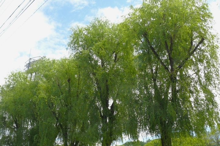 P1410843.JPG