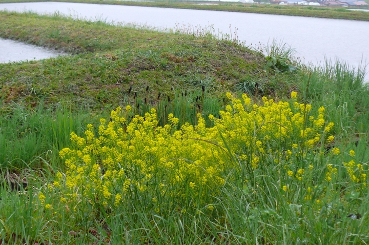 P1410918.JPG