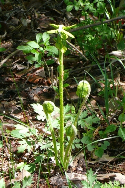 P1420015.JPG