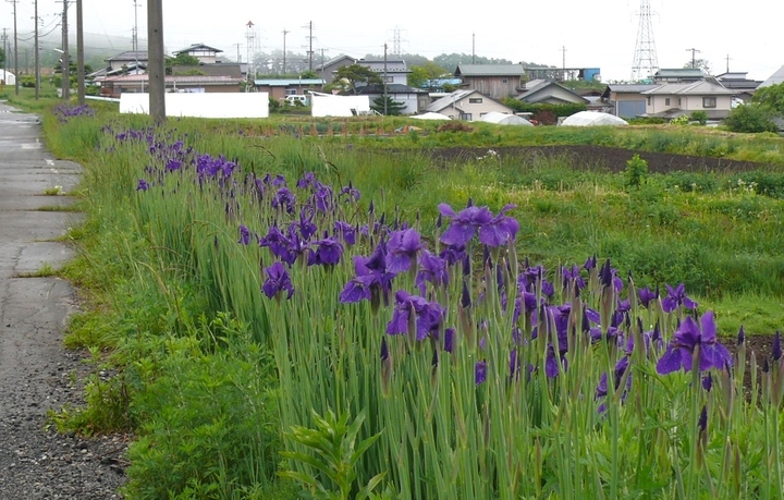 P1420147.JPG
