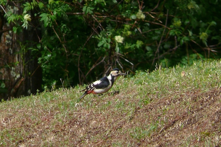 P1420158.JPG