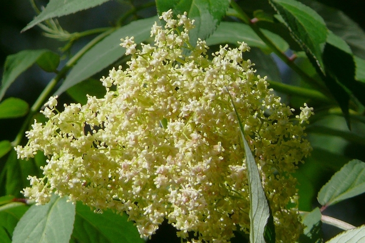 P1420163.JPG