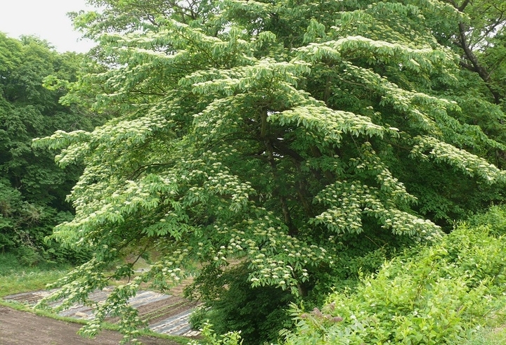P1420268.JPG