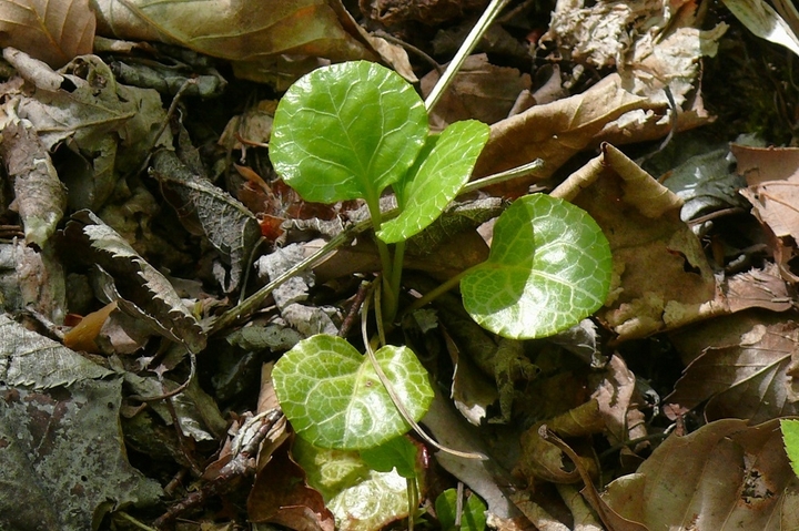 P1420384.JPG