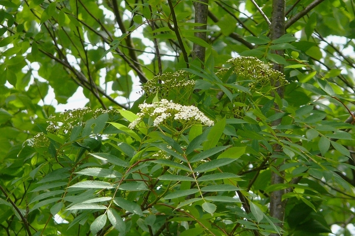 P1420400.JPG