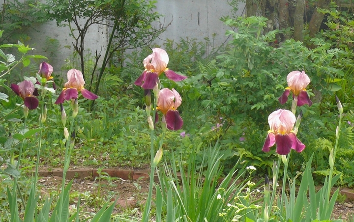 P1420422.JPG