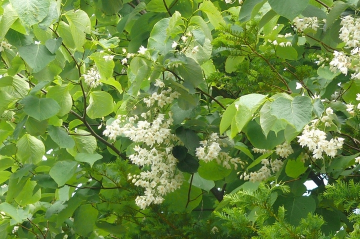 P1420500.JPG