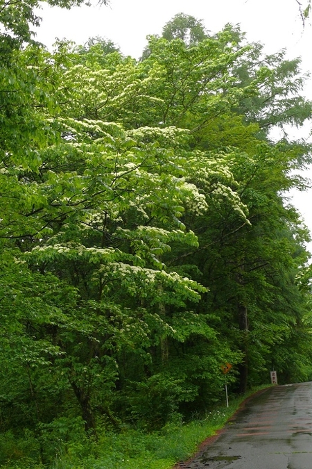 P1420562.JPG