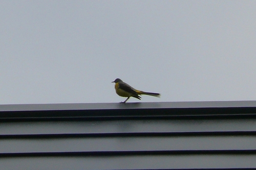 P1420644.JPG