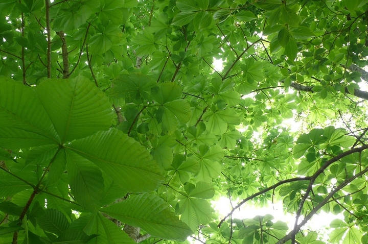 P1420659.JPG